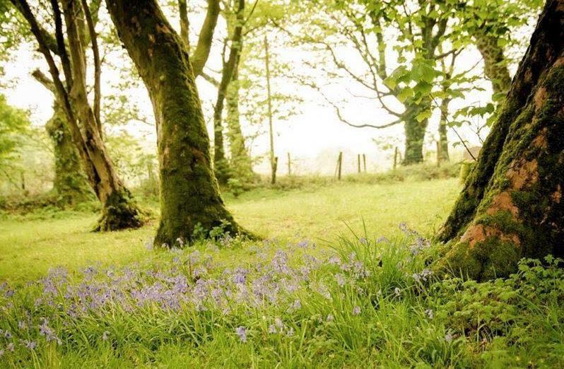 Gellifawr Woodland Retreat Hotel Pontfaen Buitenkant foto